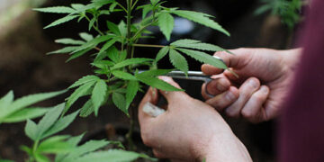 Live-Rosin – Das Gold des modernen Hanfmarkts