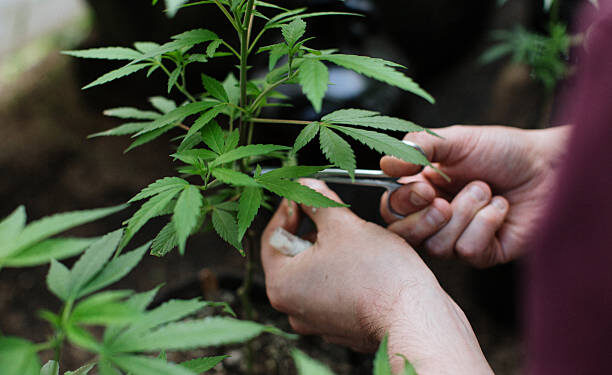 Live-Rosin – Das Gold des modernen Hanfmarkts